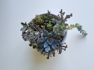 Various succulents in a bowl isolated on white background