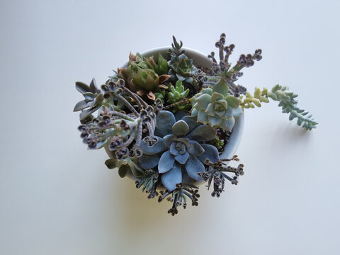 Various succulents in a bowl isolated on white background