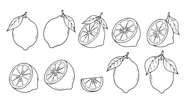 Hand-drawn sketch collection of fresh lemons whole and sliced for healthy food designs vector