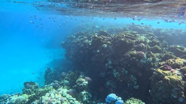 Waves and ocean surface, swimming fish and marine life on the reef. Wildlife in the sea. Snorkeling trip with the school of fish (Indo-Pacific sergeant - Abudefduf vaigiensis). Tropical fish.