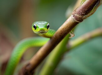 Fototapeta premium Intimate close-up captures a tiny, vibrant green snake elegantly slithering, showcasing its delicate scales and natural movement for compelling wildlife and nature storytelling.