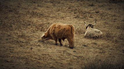 Fototapeta premium Hochlandrinder beim Grasen in der Natur
