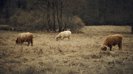 Hochlandrinder beim Grasen in der Natur