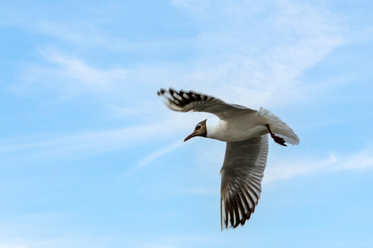 Vol d'une mouette rieuse vue en contre-plong&eacute;e sous un ciel bleu