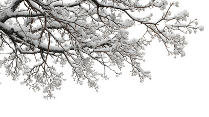 Winter branch dusted with snow pristine frosty twig seasonal cold weather natural icy detail isolated on white background