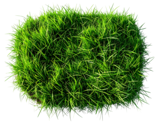 Fresh Lawn Grass Patch Top View Natural Texture