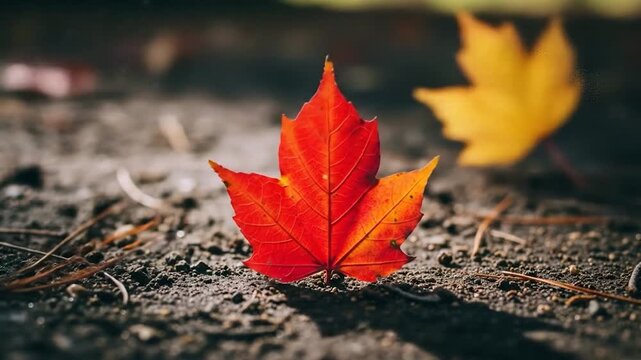 Fall season red maple leaf on ground texture nature background
