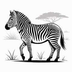 zebra vector illustration