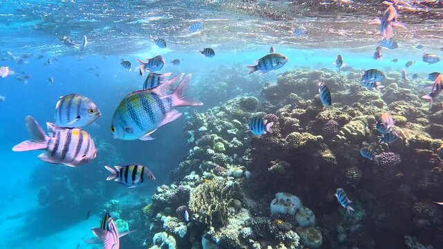 Snorkeling with the huge school of tropical fish (Indo-Pacific sergeant - Abudefduf vaigiensis). Marine life and coral reef, snorkel trip footage. Underwater video with the fish and corals. 
