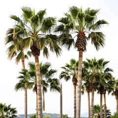 Palm trees against a pale sky