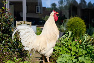 Majestic white rooster crowing in a sunny garden, showcasing its vibrant red comb and wattle amidst lush green foliage.