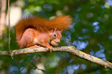 Cute red squirrel holding walnut on tree branch
