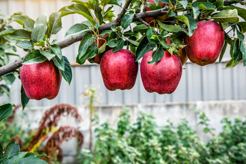 Ripe red organic apples on the twig in sunny day
