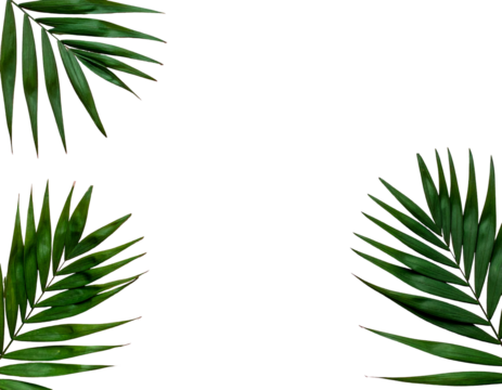Tropical palm leaves framed against black background