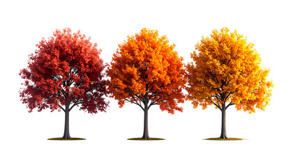 Naklejka premium Three autumn trees in a gradient of fall colors