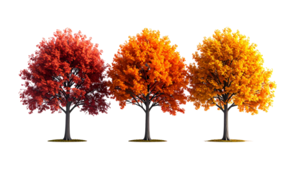 Three autumn trees in a gradient of fall colors