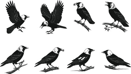 Black and white vector illustration of crow bird in different poses perched on branches with detailed wings, feathers, beak, and claws.