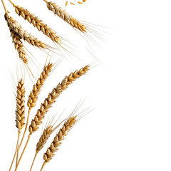 Wheat ears against black background