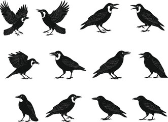 Collection of black crow and raven bird silhouettes in flying, standing, and calling poses isolated on white background vector illustration design.