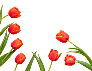 Obraz premium Red tulips arranged in a corner