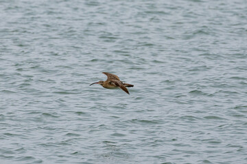 Whimbrel bird flying across the ocean in Penang Malaysia