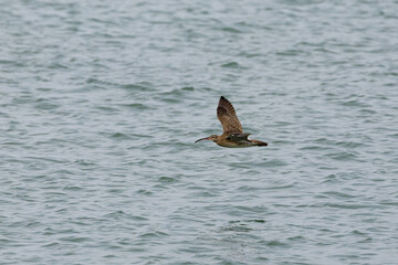 Whimbrel bird flying across the ocean in Penang Malaysia