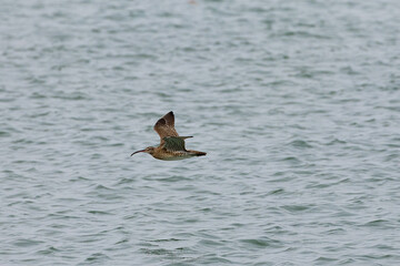 Whimbrel bird flying across the ocean in Penang Malaysia