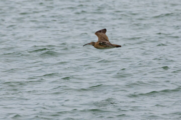 Whimbrel bird flying across the ocean in Penang Malaysia
