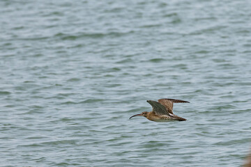 Whimbrel bird flying across the ocean in Penang Malaysia