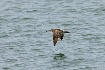Whimbrel bird flying across the ocean in Penang Malaysia