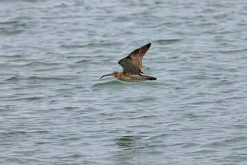 Whimbrel bird flying across the ocean in Penang Malaysia