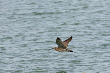 Whimbrel bird flying across the ocean in Penang Malaysia