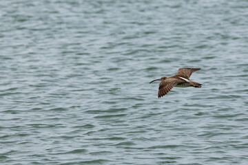 Whimbrel bird flying across the ocean in Penang Malaysia