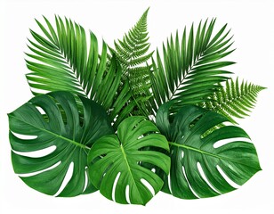 Monstera Leaf PNG High Resolution Isolated