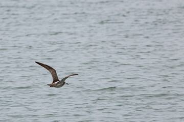 Whimbrel bird flying across the ocean in Penang Malaysia