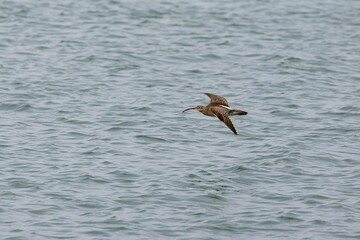 Whimbrel bird flying across the ocean in Penang Malaysia