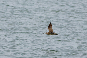 Fototapeta premium Whimbrel bird flying across the ocean in Penang Malaysia