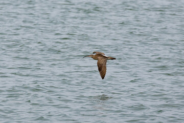Whimbrel bird flying across the ocean in Penang Malaysia