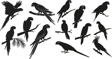 Black Line Parrot Icons Set including Flat Bird Animal Wildlife and Tropical Symbol Collection with Minimal Parrot Icon Group for UI Web Jungle Exotic Nature and Ornithology Design Projects