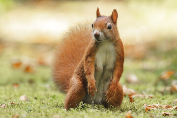 Neugieriges Eichhörnchen auf der Wiese