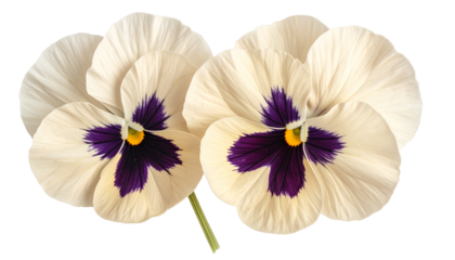 Two cream-colored pansies with deep purple centers