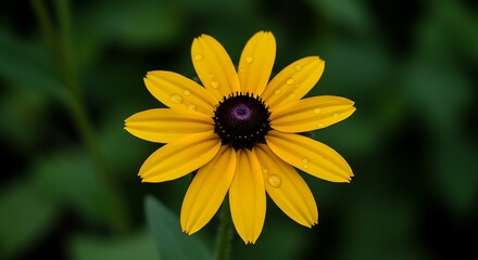 Obraz premium Yellow flower with water drops
