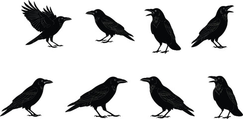 Collection of crow and raven bird black silhouettes in flying, standing, and calling poses isolated on white background vector illustration design.