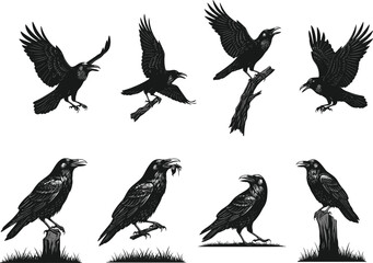 Set of detailed black crow and raven bird vector silhouettes in flying, perched, and standing poses isolated on white background illustration.