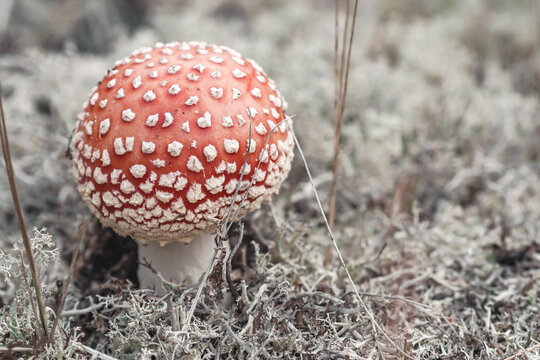 Fly agaric in the forest