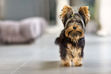 Adorable Yorkshire Terrier puppy stands alert on a light floor, looking charming with its distinctive black and tan fur and cute topknot. Perfect pet portrait.