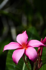 pink flower
