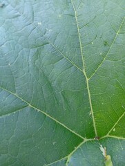 green leaf texture