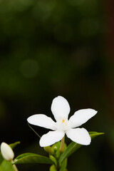 white flower on green background