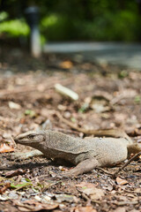 lizard on the ground